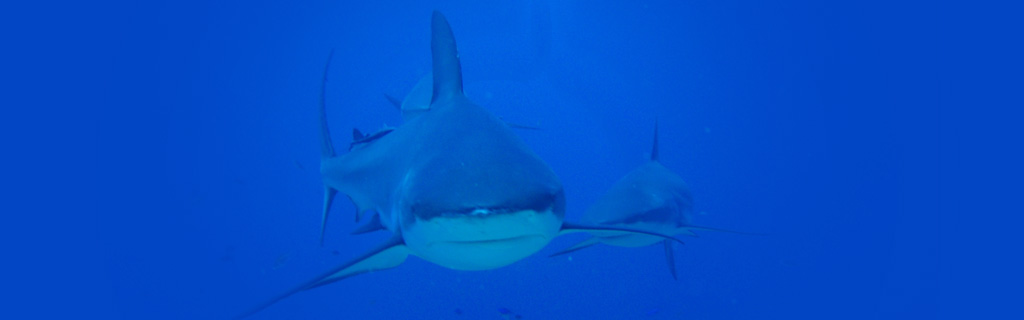 Grey reef shark + Caribbean