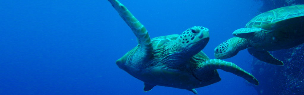 Green turtles + Sipadan